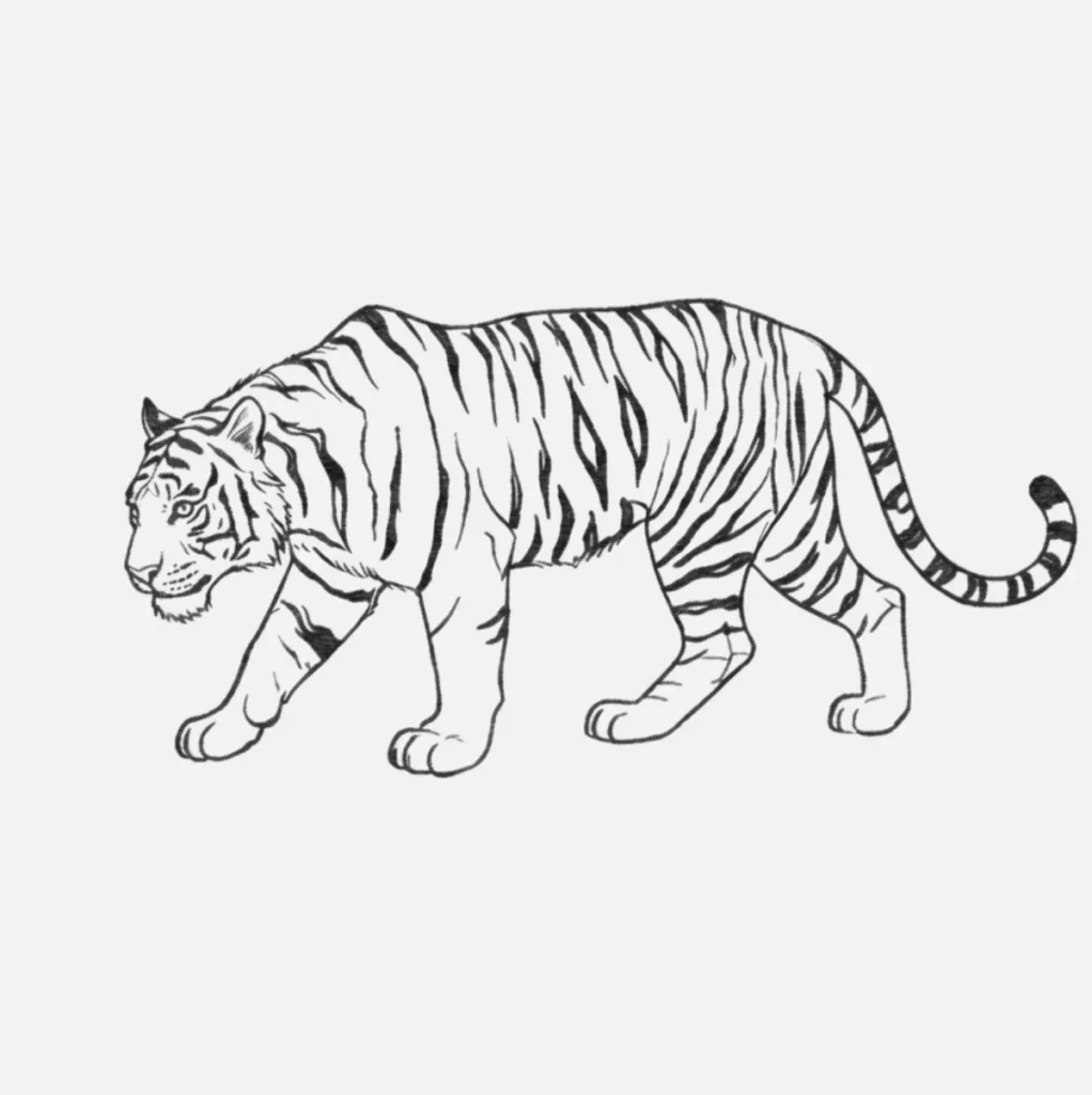 Tigre caminando despacito